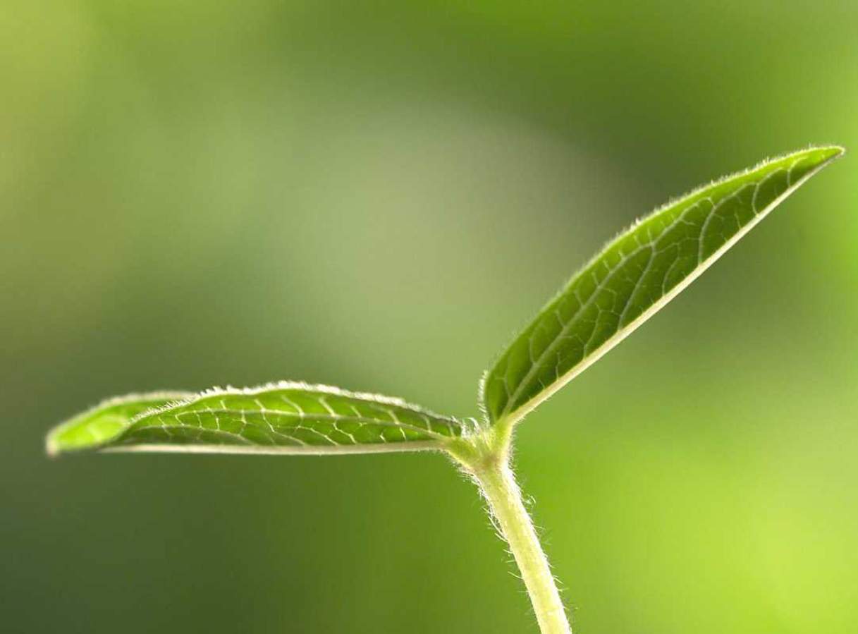 Red clover can help hormone dependent breast&nbsp;cancer